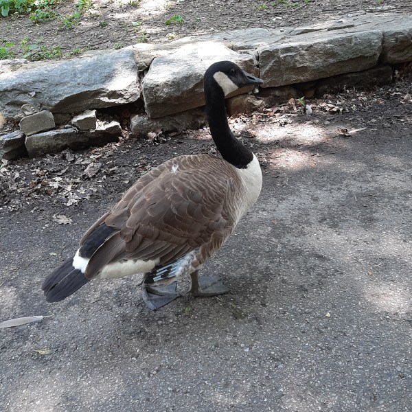 Goose_Villarquide_lamanoqueescribeconpluma_NY_